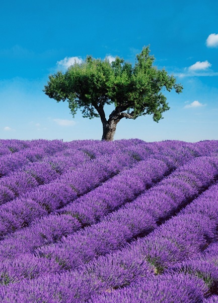 Fotomural Provence 309