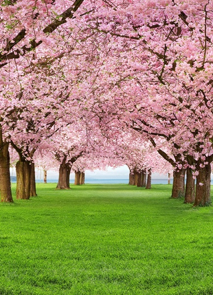 Fotomural Cherry Trees 385