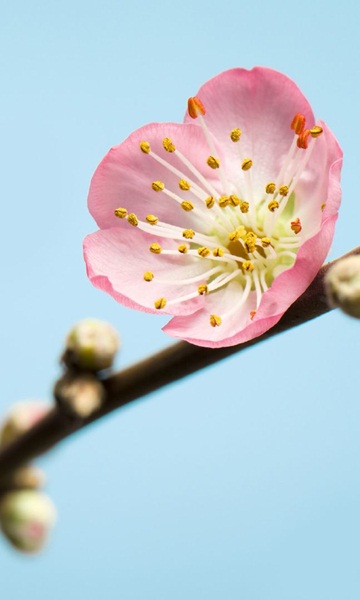 Fotomural Peach Blossom V3-753