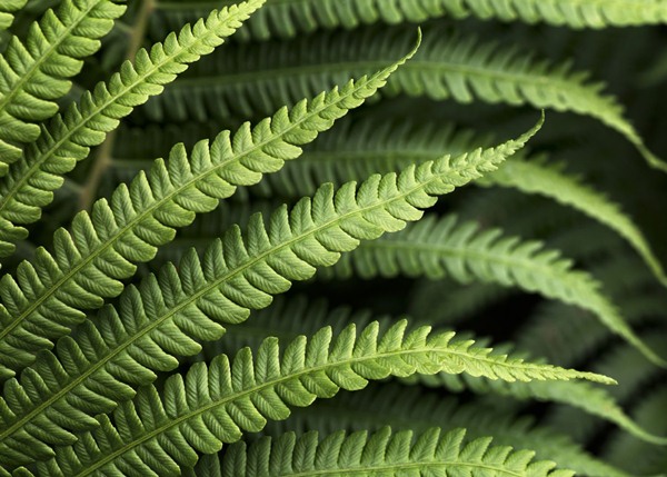 Fotomural Farn V7-750