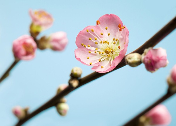 Fotomural Peach Blossom V7-753